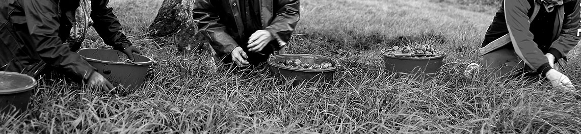 Ramassage manuel des poires à poiré
