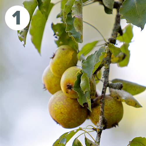 Plant de Blanc sur l'arbre