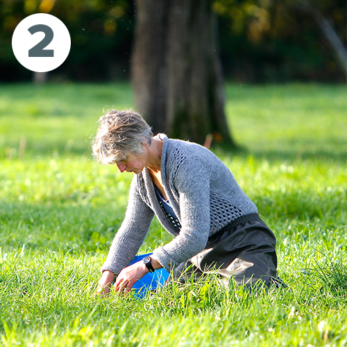 Ramassage des poires