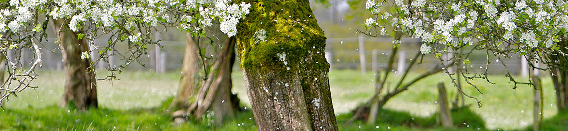 Pétales de fleurs de poirier
