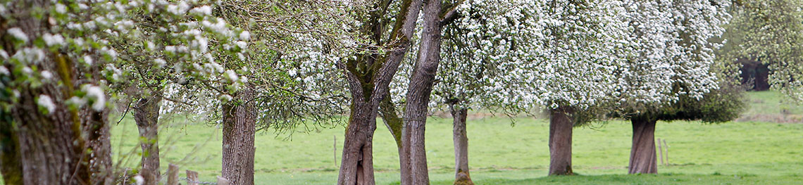 Verger de poiriers en fleurs